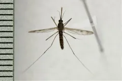 Anopheles freeborni thumbnail 2