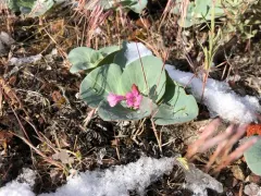 Sacramento Waxydogbane thumbnail 2