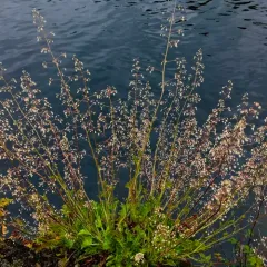 crevice alumroot thumbnail 3
