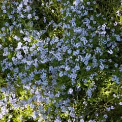 Wood Forget-me-not thumbnail 4