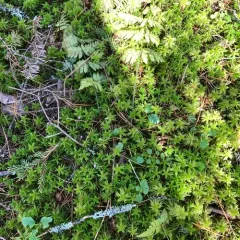Crome Sphagnum thumbnail 4