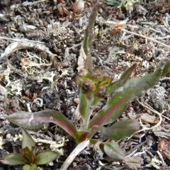 Black-tip Groundsel thumbnail 2