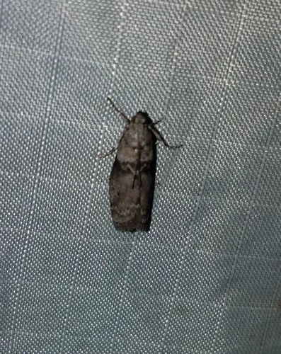 Locust Leafroller Moth