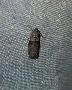 Locust Leafroller Moth thumbnail 1