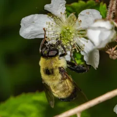 Hairy-eyed Bee-mimic Fly thumbnail 3