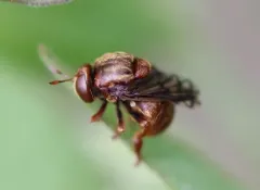 Broad-footed Ant Fly thumbnail 2