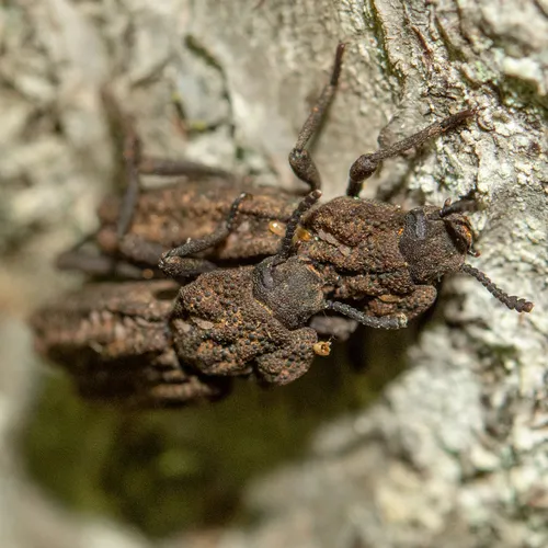 Phellopsis porcata