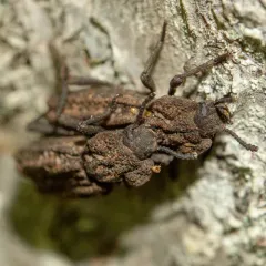Phellopsis porcata thumbnail 1