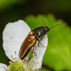 Black-collared Click Beetle thumbnail 2