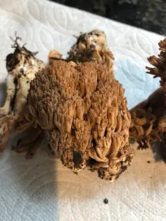 Ramaria marrii thumbnail 2