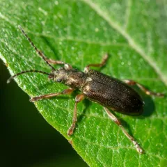 Germar's reed beetle thumbnail 4