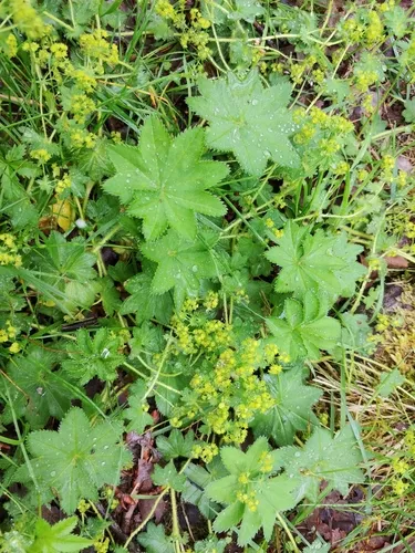 Lady's-mantle
