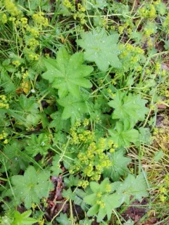 Lady's-mantle thumbnail 1