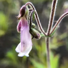 hairy beardtongue thumbnail 5