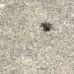 Pacific Foldingdoor Spider thumbnail 3