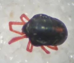 Blue Oat Mite thumbnail 2