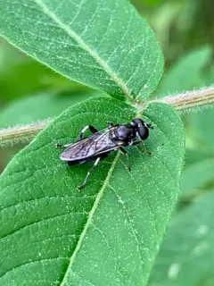 Two-spotted Leafwalker thumbnail 1
