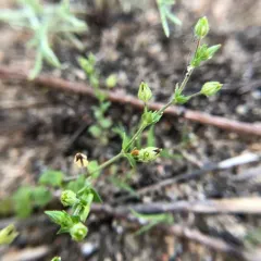 Thyme-leaved Sandwort thumbnail 1
