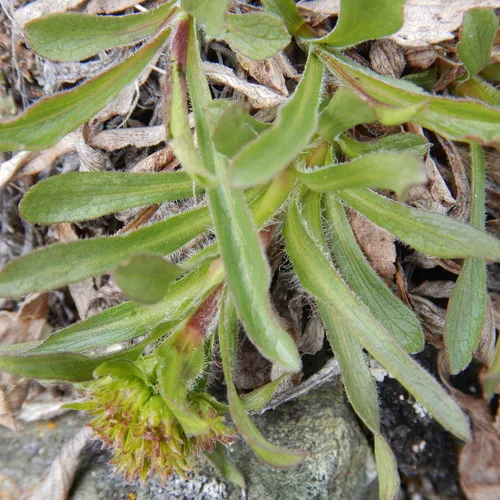 northern goldenrod