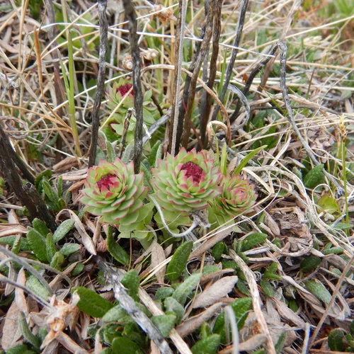 western roseroot