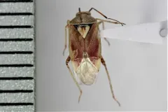 Western Tarnished Plant Bug thumbnail 4