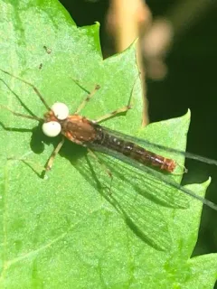 Maccaffertium ithaca thumbnail 3