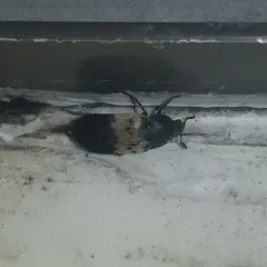 Larder Beetle thumbnail 3