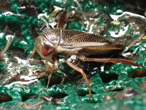 Hesperocorixa vulgaris