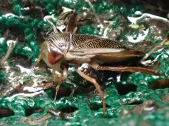 Hesperocorixa vulgaris thumbnail 1