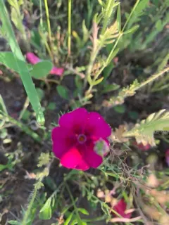 Drummond's phlox thumbnail 4
