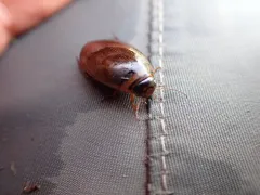 Graphoderus perplexus thumbnail 2