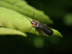 Cantharis tuberculata thumbnail 1