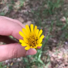 meadow salsify thumbnail 3
