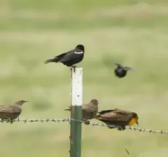 Tricolored Blackbird thumbnail 2