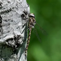 Harlequin Darner thumbnail 3