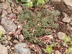 Okanogan Fameflower thumbnail 2