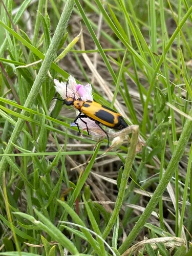 Yellow-crescent Blister Beetle