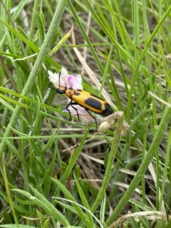 Yellow-crescent Blister Beetle thumbnail 1