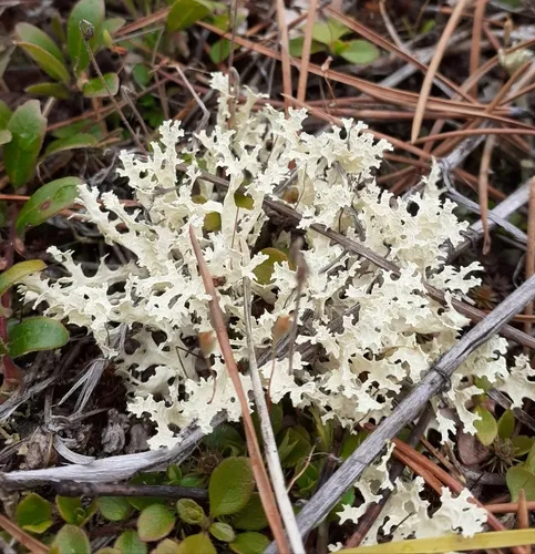 Crinkled Snow Lichen
