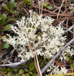Crinkled Snow Lichen thumbnail 1