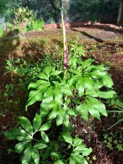 dragon arum thumbnail 3