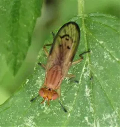 Tetanocera melanostigma thumbnail 2