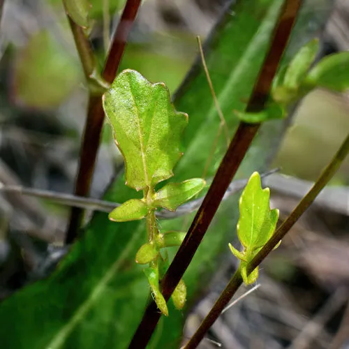 American yellowrocket