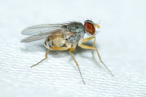 Neodexiopsis calopyga