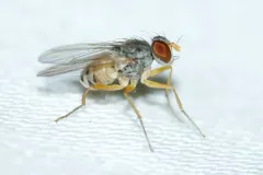 Neodexiopsis calopyga thumbnail 1