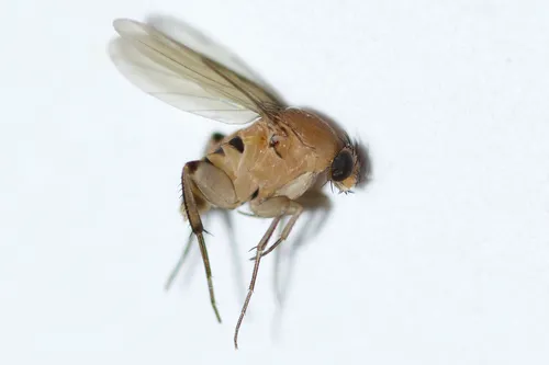 Scaled Hump-backed Fly