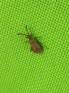 Coriomeris humilis thumbnail 3