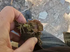 Calocybe onychina thumbnail 2