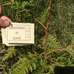 western redcedar thumbnail 2