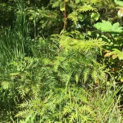 western redcedar thumbnail 4